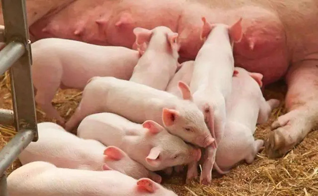 母猪产程过长的解决方案