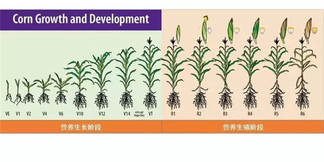 饲料添加剂