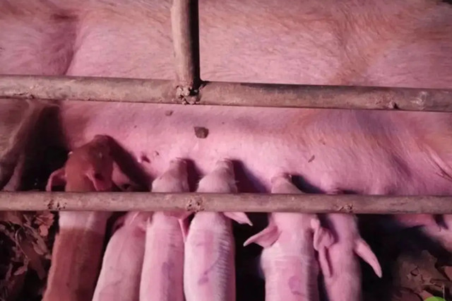 猪场管理中仔猪寄养的养猪技术
