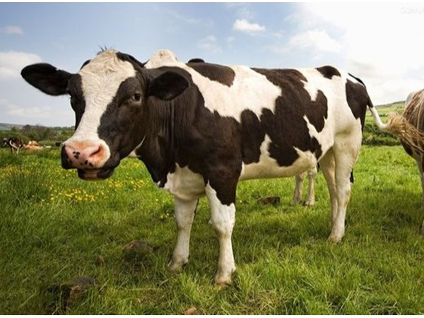 泌乳牛该不该用蛋氨酸锌？