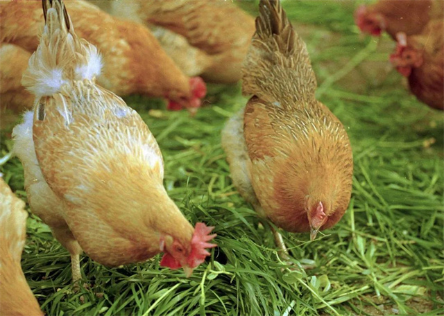 如何预防鸡呼吸道综合征