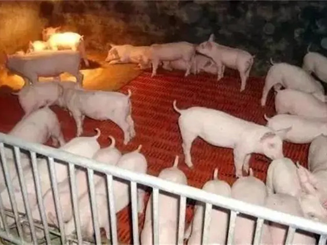 冬季提高猪场效益的养猪技术