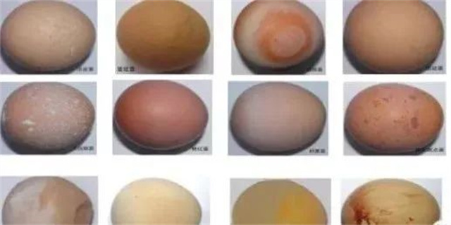 鸡蛋质量评定标准