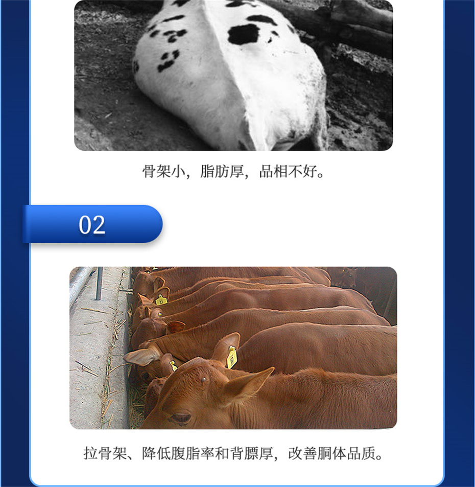 吉隆达动保牛羊饲料添加剂牛羊去油王
