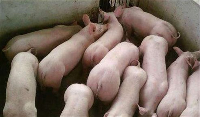 养猪技术-养猪省料