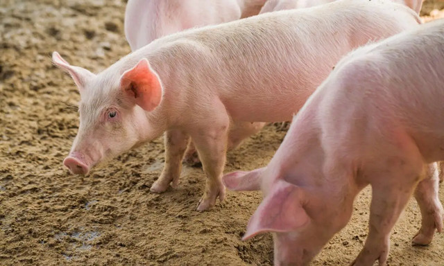 养猪人一定要知道的高效养猪黄金法则