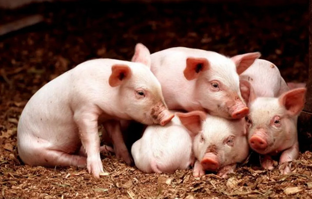 养猪人一定要知道的高效养猪黄金法则