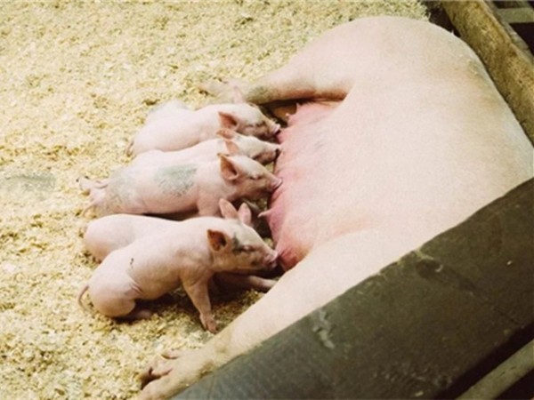 母猪表观遗传学丨微量元素在后代发育中还有这样的作用！