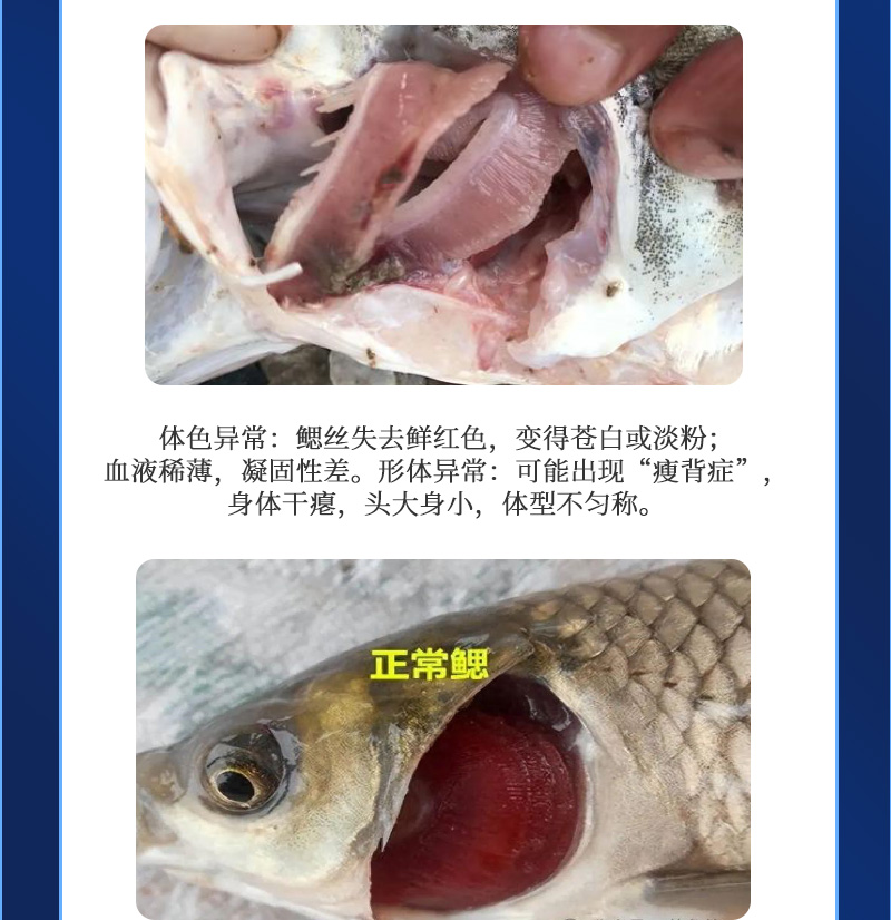 健立血鱼详情_03