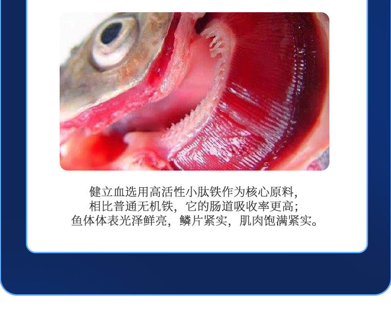 健立血鱼详情_04