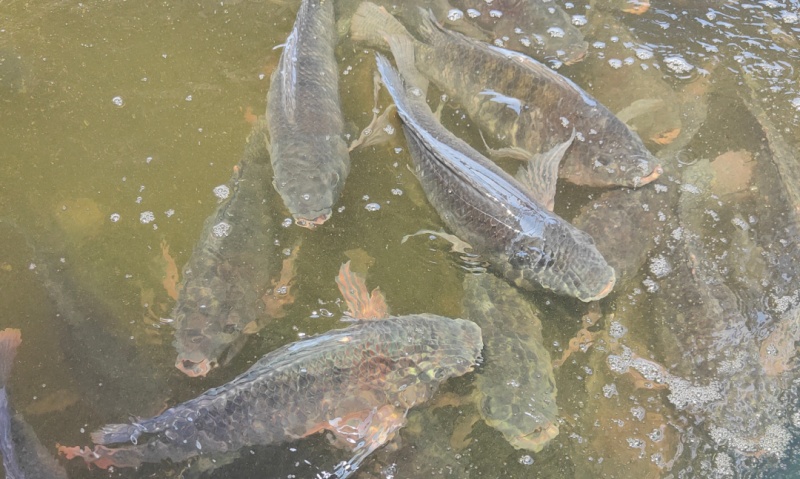 水生动物营养学特征,