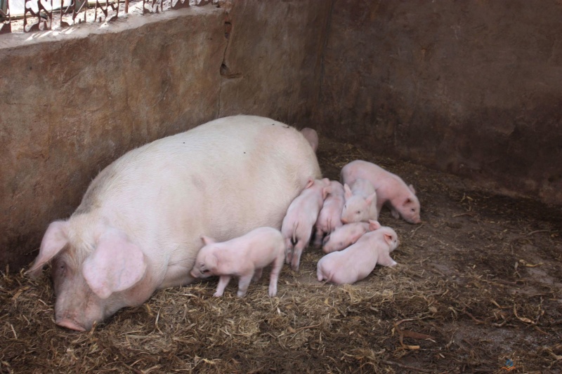 冬季母猪养殖