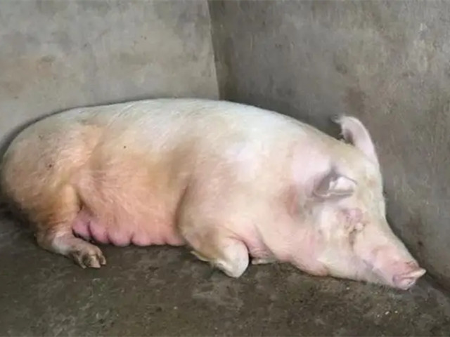 【养殖技术】母猪缺钙危害大！母猪缺钙的原因及预防治疗方案！