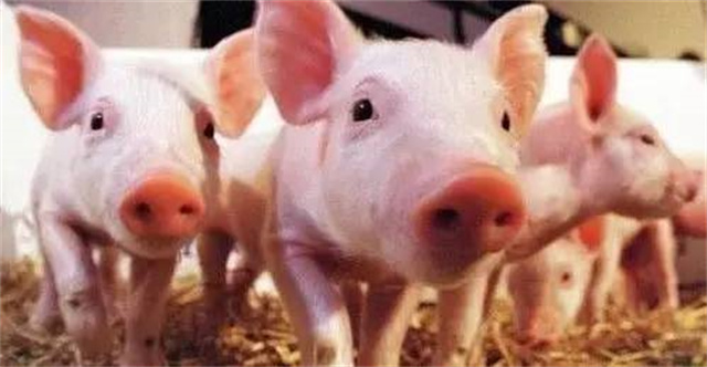 氧化锌在养猪上的应用