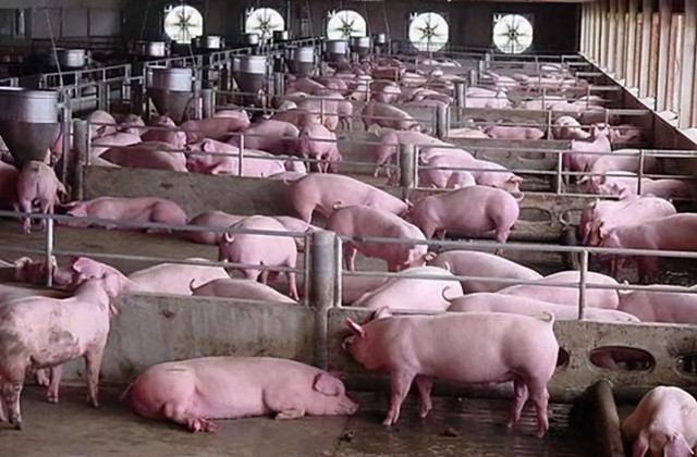 养猪市场趋势