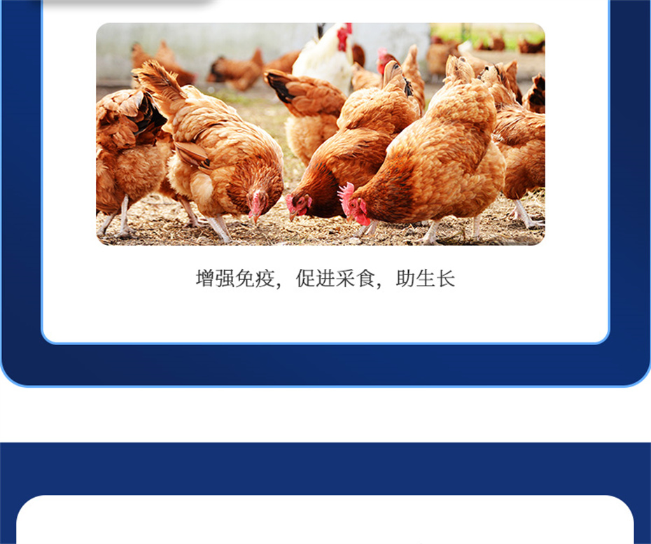 吉隆达动保禽饲料添加剂健立血禽产品介绍