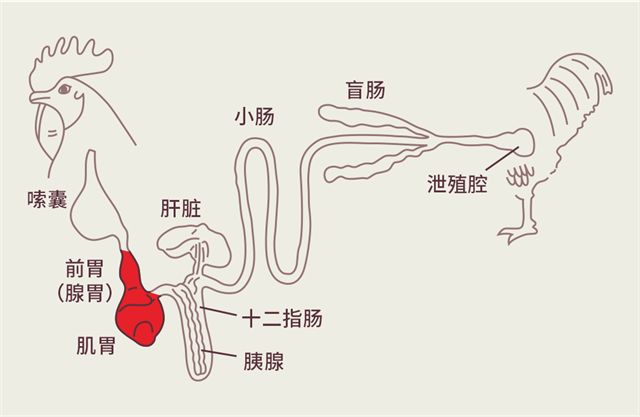 鸡腺胃结构图