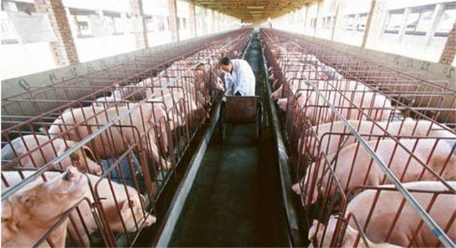 为什么养猪要用饲料添加剂