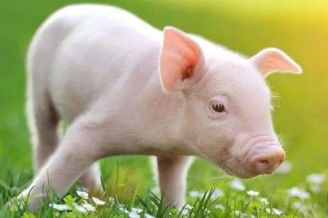 春季养猪技术