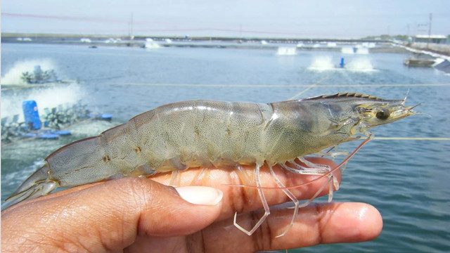 南美白对虾养殖