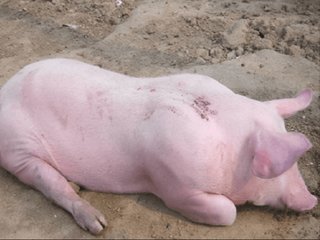 养猪技术：仔猪水肿病死亡率高！养猪场可以这样防控！