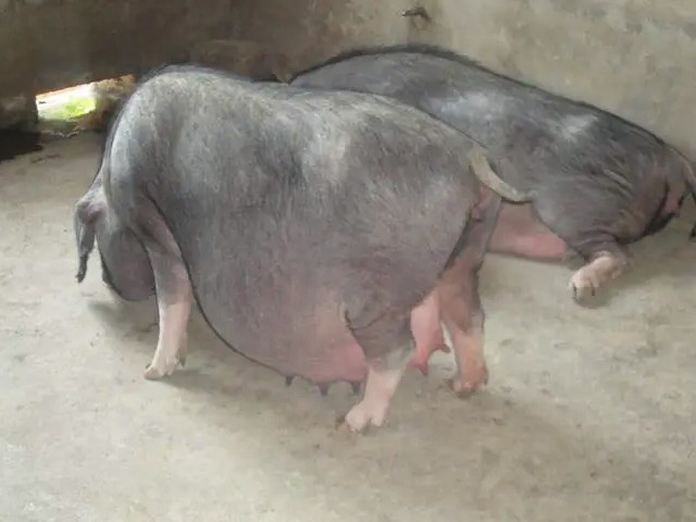 母猪产后缺钙的原因