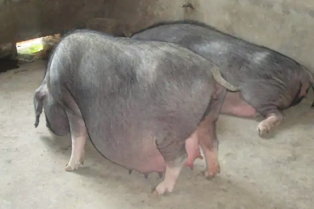 母猪产后缺钙的原因