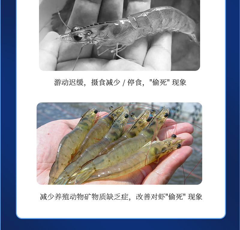 健立血虾详情_03