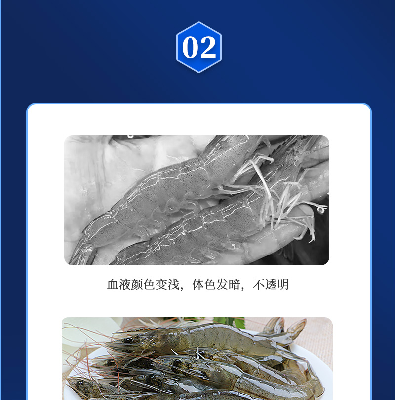 健立血虾详情_04