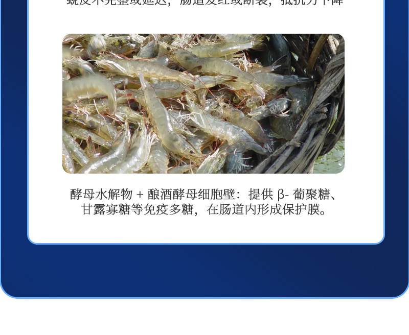 健立血虾详情_06