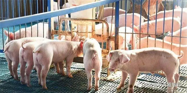 冬季养猪技术
