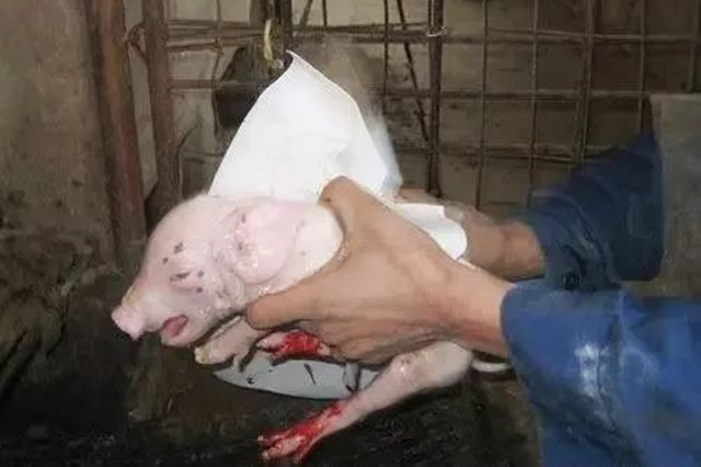 冬季提高仔猪成活率的养猪技术