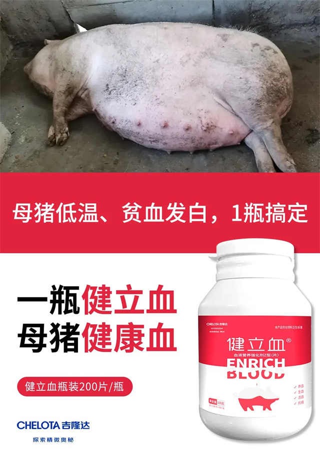 母猪防低温症饲料添加剂健立血