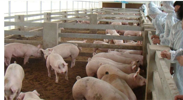 非瘟疫情对饲料市场的影响