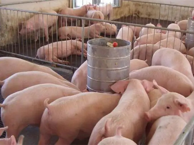 猪饲料添加剂类型