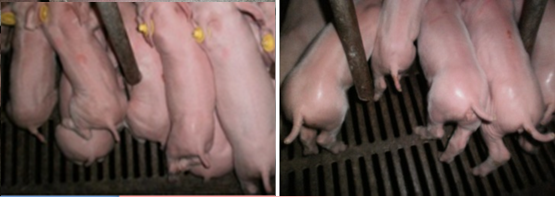 哺乳母猪和哺乳仔猪使用健立血效果图