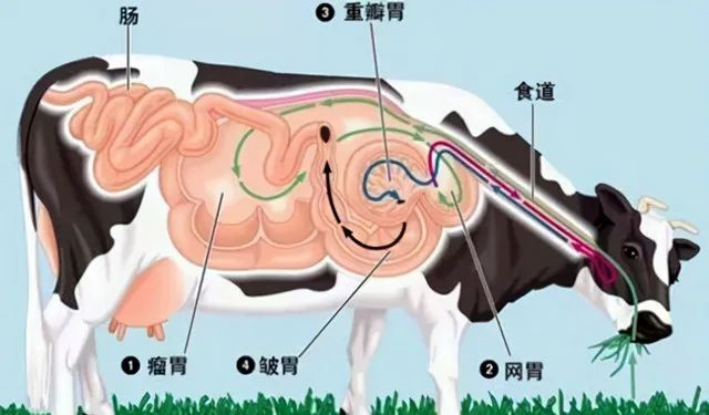 牛的胃部结构图