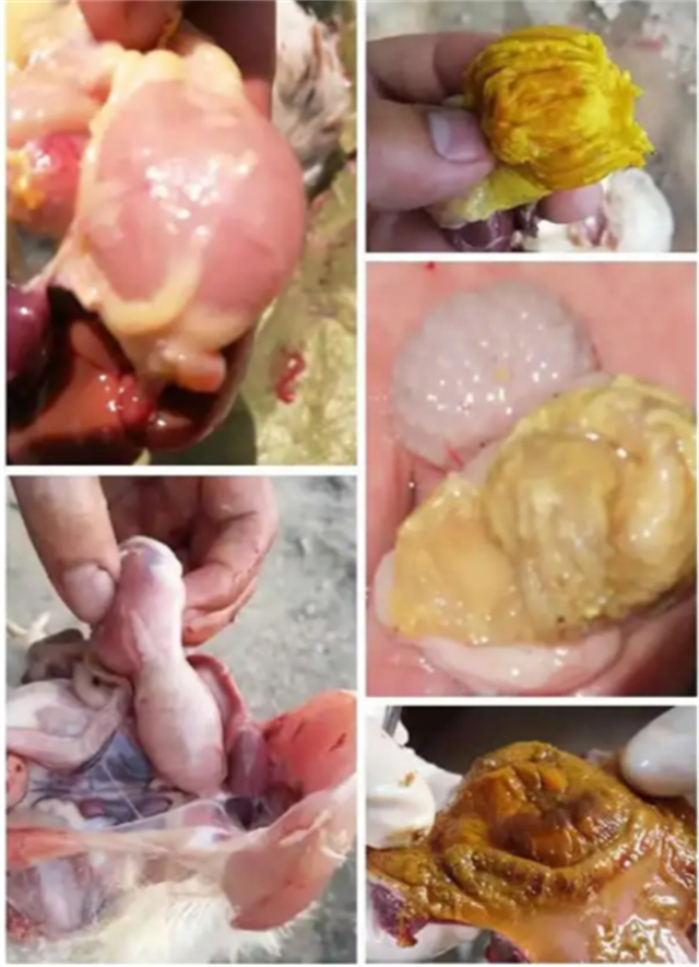 鸡肌胃炎解剖图