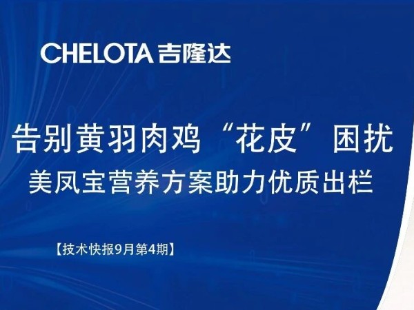 告别黄羽肉鸡“花皮”困扰：美凤宝营养方案助力优质出栏