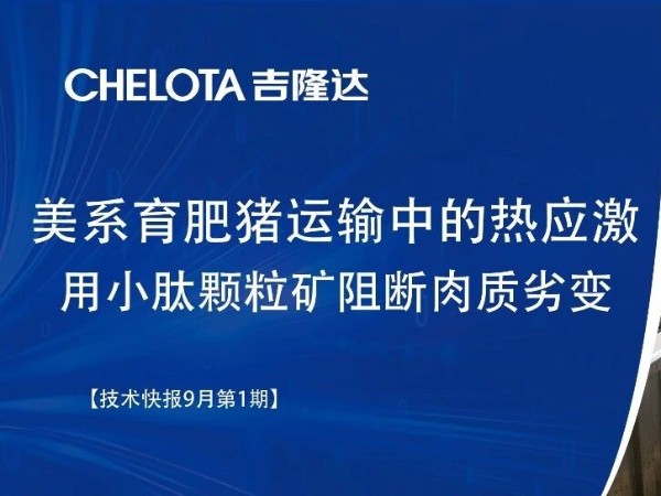 美系育肥猪运输中的热应激---用小肽颗粒矿阻断肉质劣变