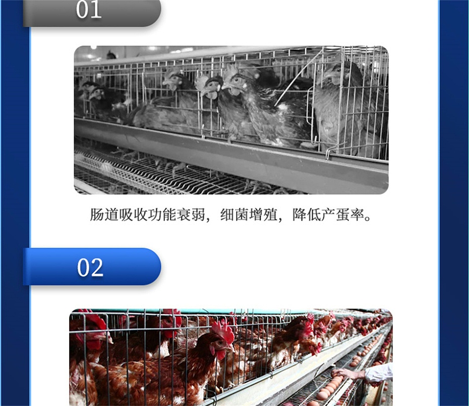 吉隆达动保禽饲料添加剂蛋高