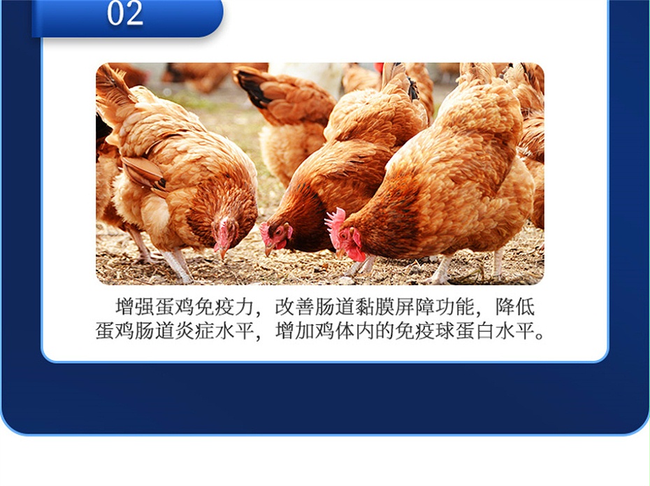吉隆达动保禽饲料添加剂蛋高