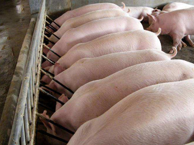 养猪如何降低饲料成本