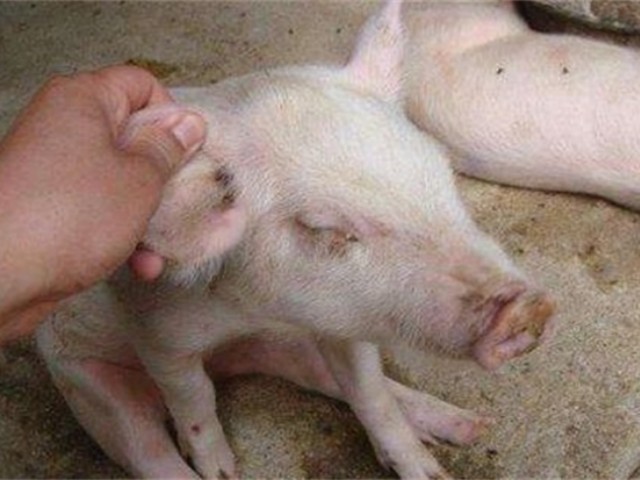 养猪技术：如何通过调控营养方式来预防仔猪水肿病