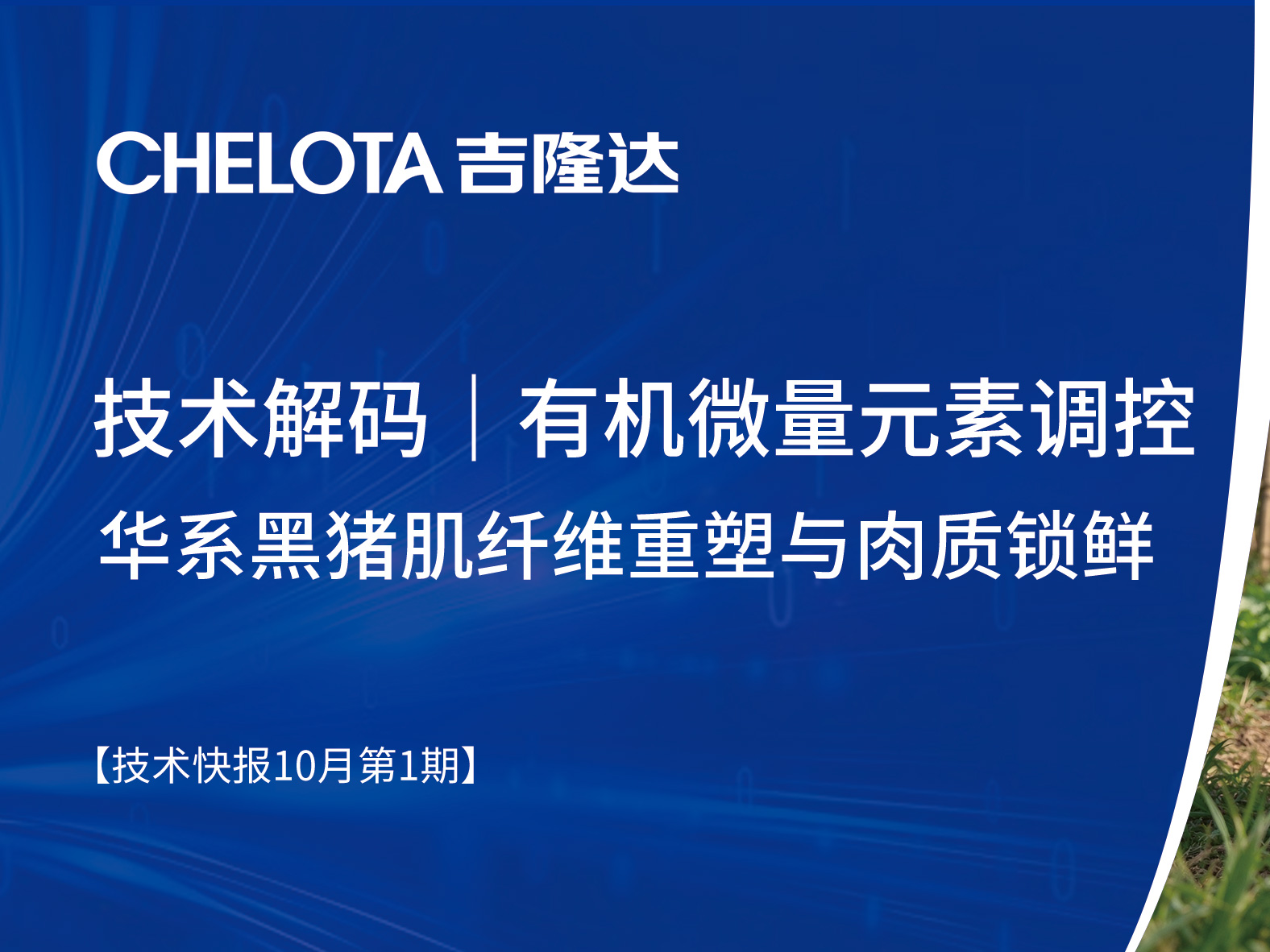 技术解码｜有机微量元素调控华系黑猪肌纤维重塑与肉质锁鲜